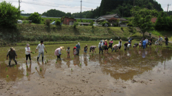 田植え風景